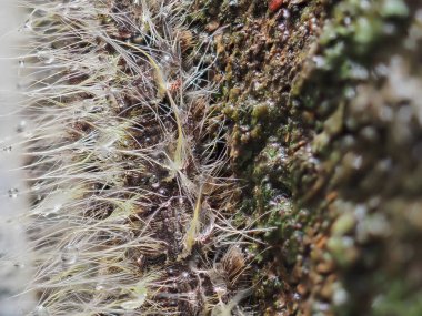 Tırtıllar ormandaki ağaçlara tutunur..