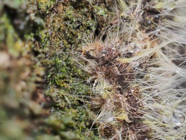 Tırtıllar ormandaki ağaçlara tutunur..