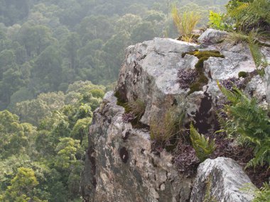 Vadideki kayalıklarda yosun, eğreltiotu ve otlar