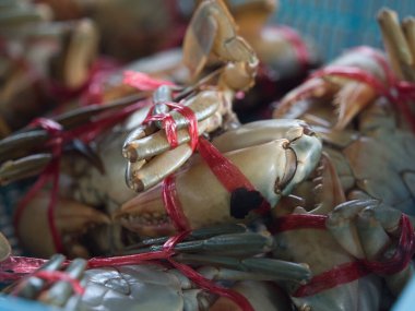 Kırmızı ipli, mavi sepetli siyah yengeç