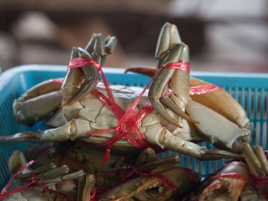 Kırmızı ipli, mavi sepetli siyah yengeç