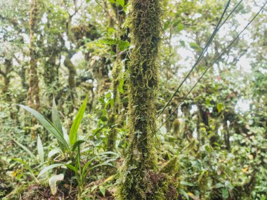 Yağmur mevsiminde Khao Nong Dağları 'ndaki antik ilkel orman, Surat Thani Eyaleti