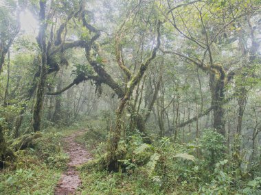 Yağmur mevsiminde Khao Nong Dağları 'ndaki antik ilkel orman, Surat Thani Eyaleti