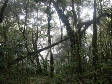 Yağmur mevsiminde Khao Nong Dağları 'ndaki antik ilkel orman, Surat Thani Eyaleti