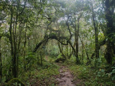 Yağmur mevsiminde Khao Nong Dağları 'ndaki antik ilkel orman, Surat Thani Eyaleti