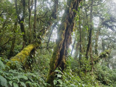 Yağmur mevsiminde Khao Nong Dağları 'ndaki antik ilkel orman, Surat Thani Eyaleti