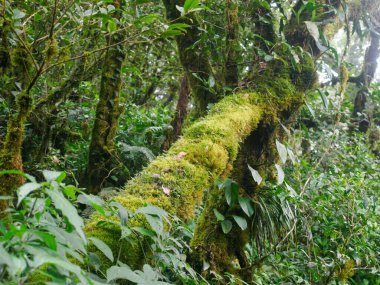 Yağmur mevsiminde Khao Nong Dağları 'ndaki antik ilkel orman, Surat Thani Eyaleti