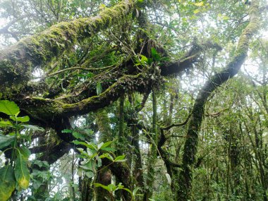 Yağmur mevsiminde Khao Nong Dağları 'ndaki antik ilkel orman, Surat Thani Eyaleti