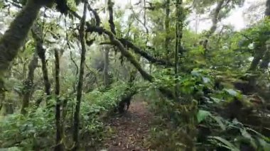 Yağmur mevsiminde Khao Nong Dağları 'ndaki antik ilkel orman, Surat Thani Eyaleti