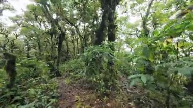 Yağmur mevsiminde Khao Nong Dağları 'ndaki antik ilkel orman, Surat Thani Eyaleti