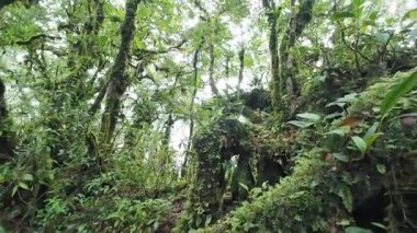 Yağmur mevsiminde Khao Nong Dağları 'ndaki antik ilkel orman, Surat Thani Eyaleti