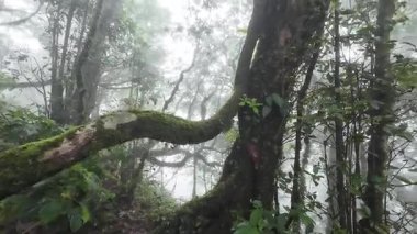 Yağmur mevsiminde Khao Nong Dağları 'ndaki antik ilkel orman, Surat Thani Eyaleti
