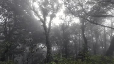 Yağmur mevsiminde Khao Nong Dağları 'ndaki antik ilkel orman, Surat Thani Eyaleti