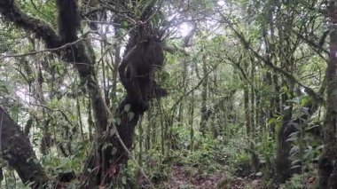Yağmur mevsiminde Khao Nong Dağları 'ndaki antik ilkel orman, Surat Thani Eyaleti