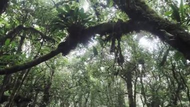 Yağmur mevsiminde Khao Nong Dağları 'ndaki antik ilkel orman, Surat Thani Eyaleti