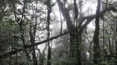 Yağmur mevsiminde Khao Nong Dağları 'ndaki antik ilkel orman, Surat Thani Eyaleti