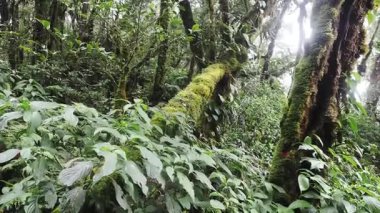 Yağmur mevsiminde Khao Nong Dağları 'ndaki antik ilkel orman, Surat Thani Eyaleti