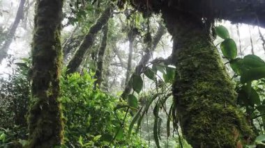 Yağmur mevsiminde Khao Nong Dağları 'ndaki antik ilkel orman, Surat Thani Eyaleti