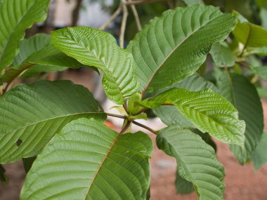 Kratom uygun miktarda şifalı bitki olarak yenir..