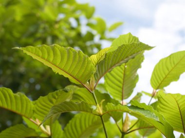 Kratom uygun miktarda şifalı bitki olarak yenir..
