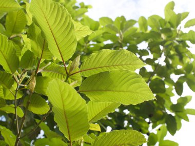 Kratom uygun miktarda şifalı bitki olarak yenir..