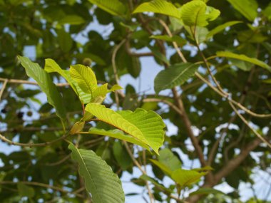 Kratom uygun miktarda şifalı bitki olarak yenir..
