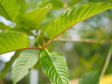Kratom uygun miktarda şifalı bitki olarak yenir..