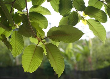 Kratom uygun miktarda şifalı bitki olarak yenir..