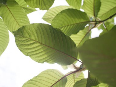 Kratom uygun miktarda şifalı bitki olarak yenir..