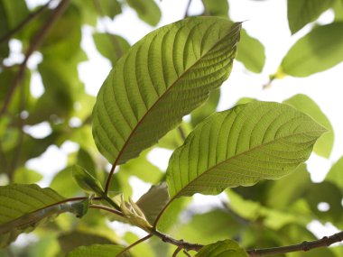 Kratom uygun miktarda şifalı bitki olarak yenir..