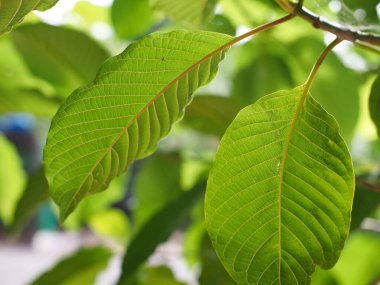 Kratom uygun miktarda şifalı bitki olarak yenir..