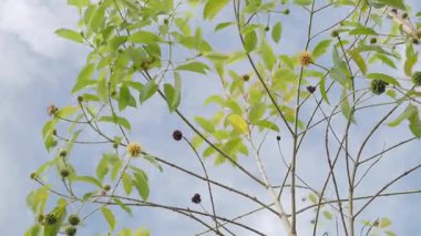 Kratom şifalı bir bitki olarak yenir.