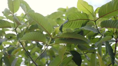 Kratom şifalı bir bitki olarak yenir.