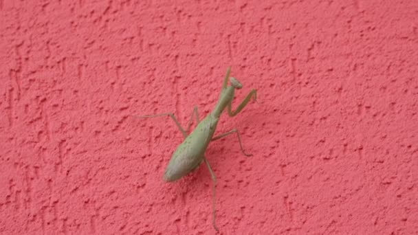 Mantis op de rode muur — Stockvideo