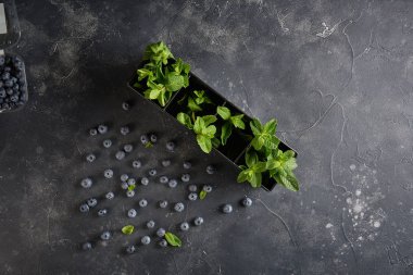 Kopya alanı ile koyu rustik arka plan üzerinde taze nane ile yaban mersini üst görünümü.