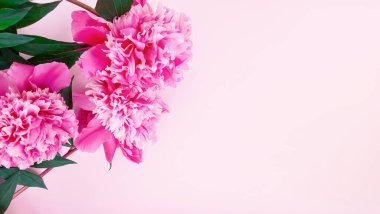 Pembe şakayık kompozisyonu, pastel pembe arka planda yapraklar. Taze çiçekler. Çiçek reklamı, doğum günü, sevgililer günü, kadınlar günü posteri. Düz yat, üst görünüm, kapat, boşluğu kopyala