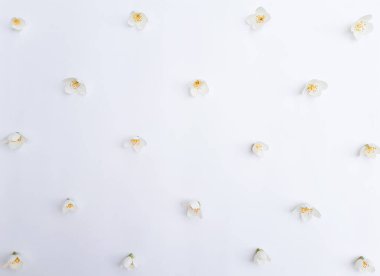 Çiçeklerin çiçek açma kompozisyonu. Yasemin tomurcukları beyaz arka planda dama tahtası şeklinde dizilir. Doğum günü için yaz doğası konsepti, Sevgililer Günü, Kadınlar Günü. Üst görünüm, alanı kopyala