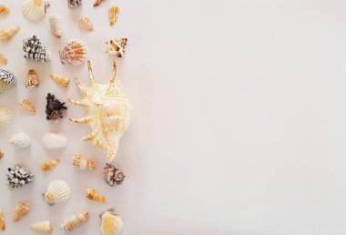 Birçok beyaz, bej, siyah egzotik deniz kabuklarının bileşimi farklı şekiller ve beyaz arka planda yer alan büyük kabuk. Yaz reklamcılığı konsepti. Düz yat, üst görünüm, kapat, boşluğu kopyala