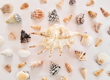 Birçok beyaz, bej, siyah egzotik deniz kabuklarının kompozisyonu farklı şekiller ve beyaz arka planda büyük bir kabuk. Yaz reklamcılığı konsepti. Düz yat, üst görünüm, kapat, boşluğu kopyala