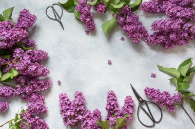 Mor eflatun çiçekler ve bonsai makasıyla floristics için metin için yer çerçeve. Üstten görünüm. Bahar kavramı.