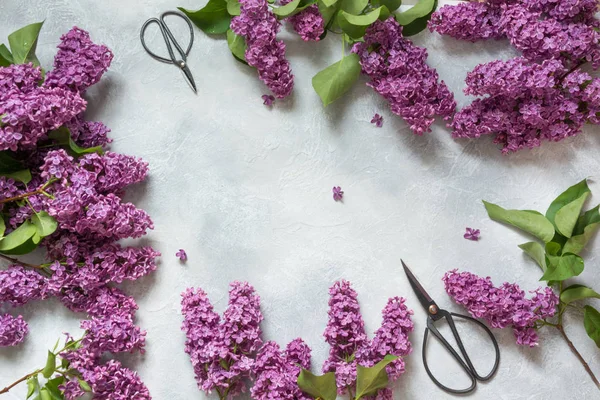Mor eflatun çiçekler ve bonsai makasıyla floristics için metin için yer çerçeve. Üstten görünüm. Bahar kavramı.