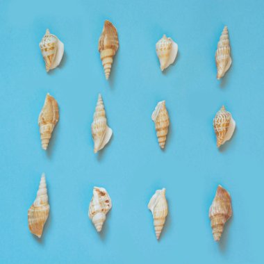 Deniz kabuklarını pastel mavi arka plan üzerinde ayarlayın. Yaz tatil kavramı. Üstten görünüm.