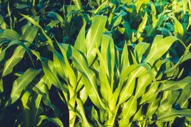 Alan Mısır tarlasında güneşli yaz günü. Ön plan üzerinde odaklanın. Genç Mısır, yeşil sulu yaprakları kapatın. Tarım.