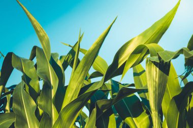 Alan Mısır tarlasında güneşli yaz günü. Genç Mısır, yeşil sulu yaprakları kapatın. Tarım. Yakın çekim.