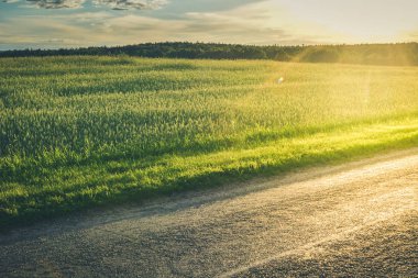 Yaz buğday alan yol ve mavi gökyüzü. Günbatımı.