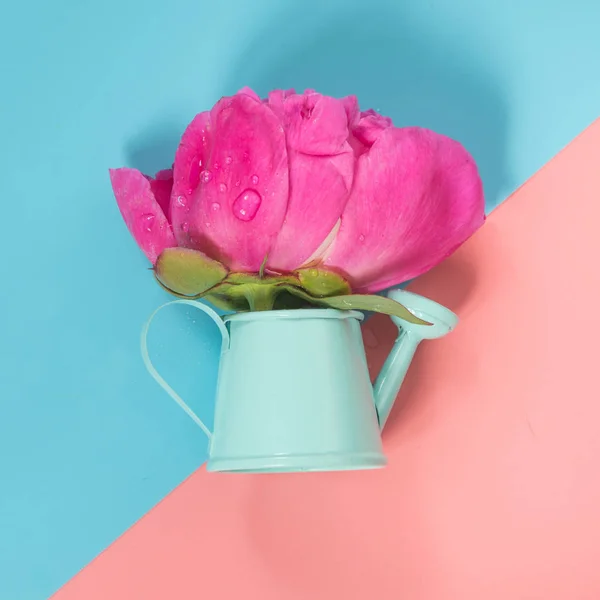 A rega decorativa pode com flor de peônia rosa em rosa punchy e azul. Conceito de jardinagem . — Fotografia de Stock