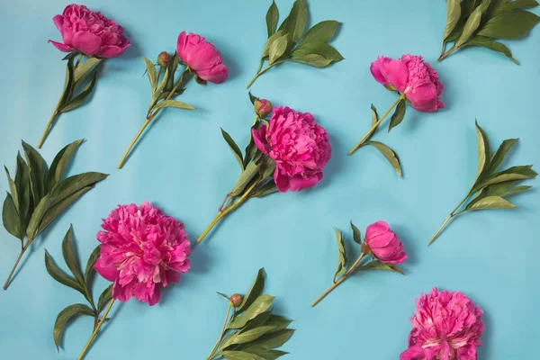 Vackra Rosa Pion Blommor Som Ram Slagkraftiga Pastellblå Diagonal Kopiera — Stockfoto