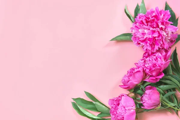 Ramo Hermosas Flores Peonía Rosa Como Marco Sobre Fondo Azul — Foto de Stock