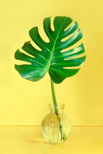 Single leaf of Monstera in vase on pink background. Concept and minimalism.