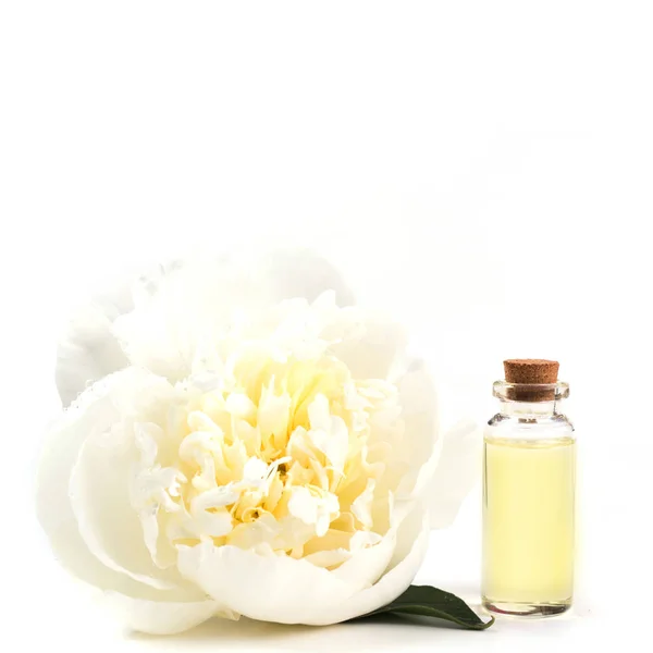 Fehér Bazsarózsa Virág Üveg Olaj Vagy Fehér Lényege Közelről Négyzet — Stock Fotó